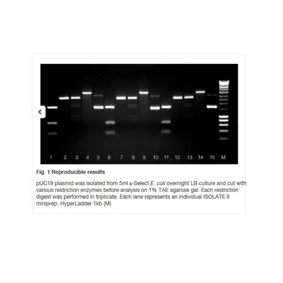 ISOLATE II RNA Mini Kit